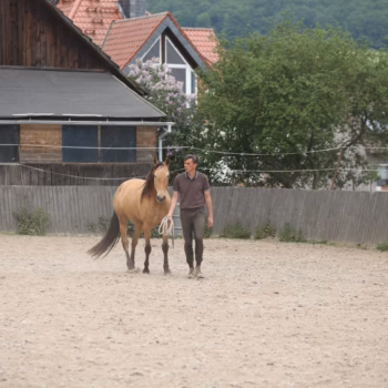 Pferdegestütztes Coaching